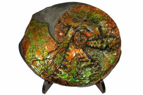 A large, fossil ammonite from Alberta preserved in brilliant ammolite showing circular teeth marks of a bite from a Mosasaur.
